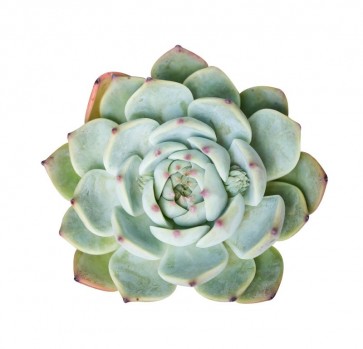 Succulent