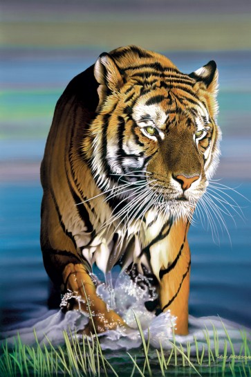 Tiger - Watery Walk