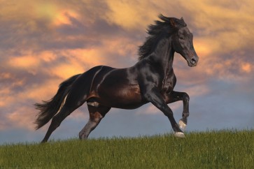 Bob Langrish - Mystical Horse