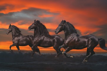 Bob Langrish - Mystical Horses