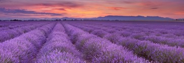 Matt Roots - Fields Of Lavender  