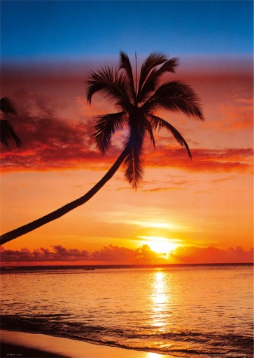 Sunset and Palm Tree