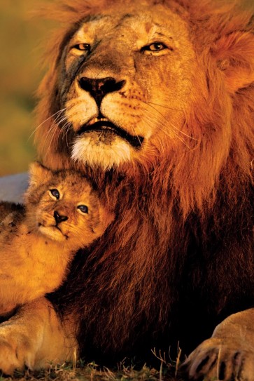 Lion and Cub