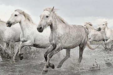 Horses - White Goons Running Wild on the River