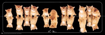 Cats - mirroir  