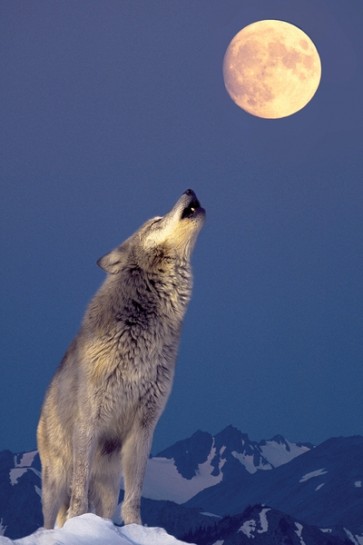 Wolf at the moon  
