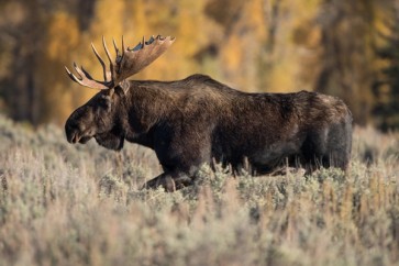 Jeff Schultes - Bull Moose