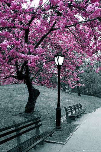 Sakura Trees  