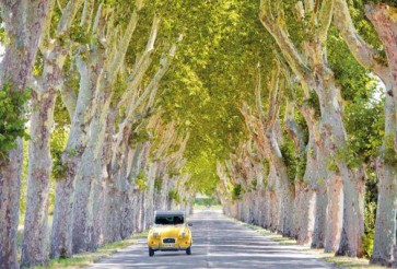 France - Tree Lined Road  