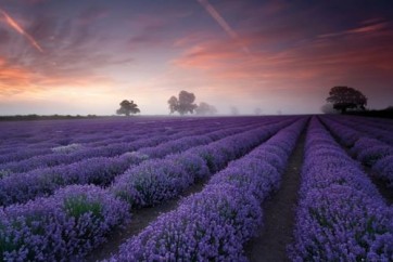 Lavender Field Dawn  
