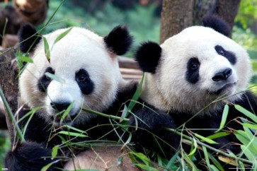 Panda Love  