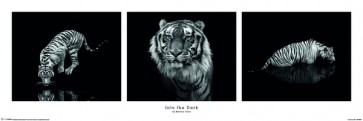 Tiger - In The Dark  