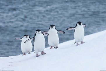 Chinstrap-Penguins  