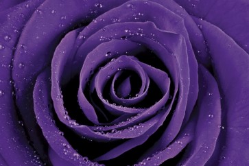 Purple Rose  