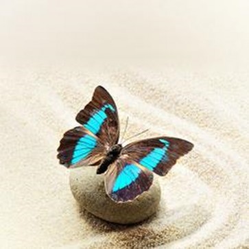 Butterfly on the Sand 