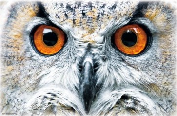 Owl - Close