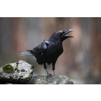 Crow - On a rock