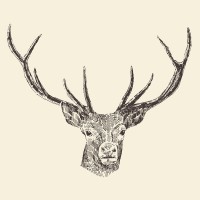 Deer - Hand drawn