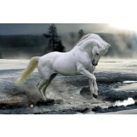 Bob Langrish - Horse Snow
