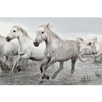Horses - White Goons Running Wild on the River