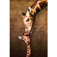 Girafe and her baby