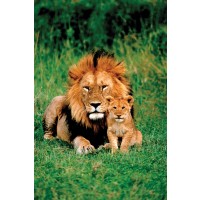 Lion with his baby  