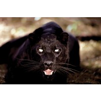 Black Panther  