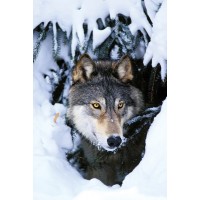 Winter Wolf 
