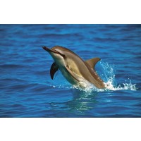 Dolphin  