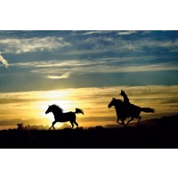 Horses and sunset  