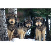 Siberia Wolves  