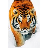 Tiger and snow  