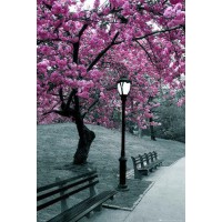 Sakura Trees  