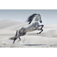 Jumping Horse on the beach 