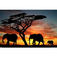 Elephant Love Sunset  