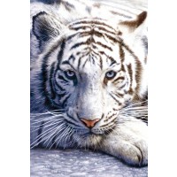 Tiger - White 