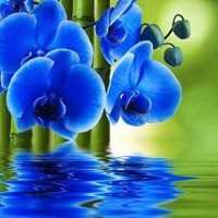 Blue Orchid Flower With Bamboo 