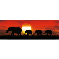 Elephants - Sunset