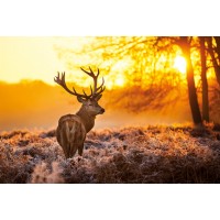 Caribou - Deer Sunset