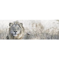 Lion - Savanna